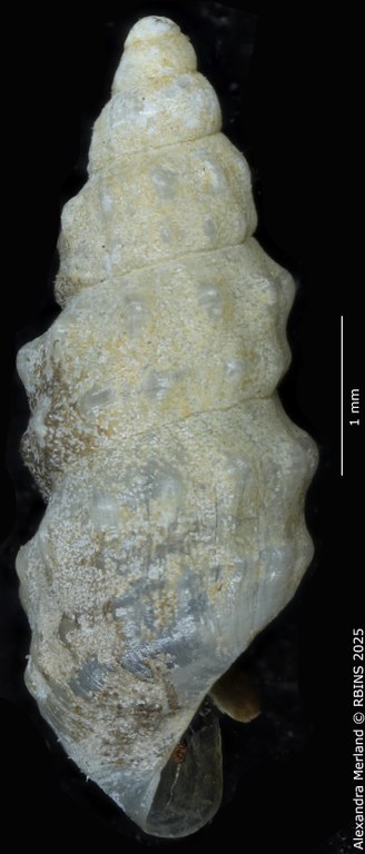 BE-RBINS-INV-MT-2107-Hubendickia-schuetti-pt-L2.jpg BE-RBINS-INV-MT-2107-Hubendickia-schuetti-pt-L2.jpg