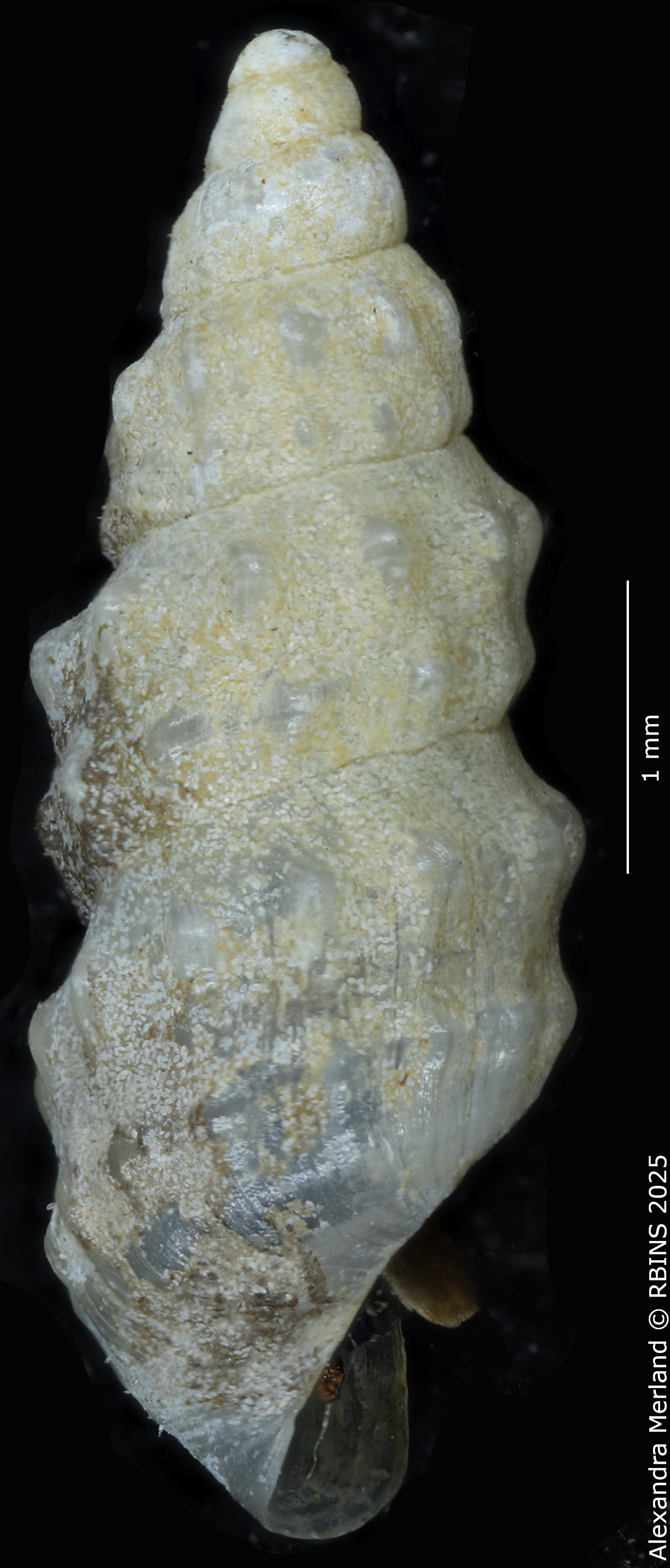 BE-RBINS-INV-MT-2107-Hubendickia-schuetti-pt-L2.jpg
