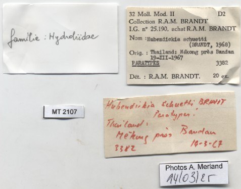 BE-RBINS-INV-MT-2107-Hubendickia-schuetti-pt-label.jpg BE-RBINS-INV-MT-2107-Hubendickia-schuetti-pt-label.jpg