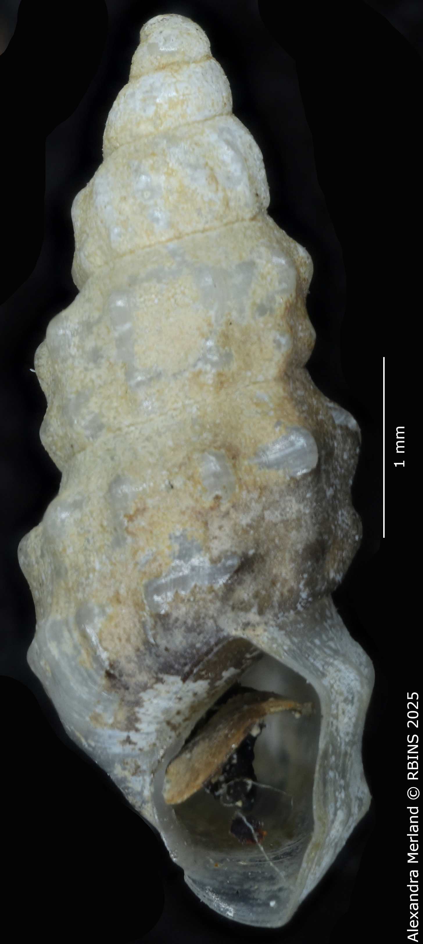 BE-RBINS-INV-MT-2107-Hubendickia-schuetti-pt-V.jpg