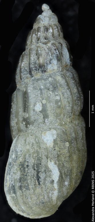 BE-RBINS-INV-MT-252-Hubendickia-siamensis-pt-D.jpg BE-RBINS-INV-MT-252-Hubendickia-siamensis-pt-D.jpg