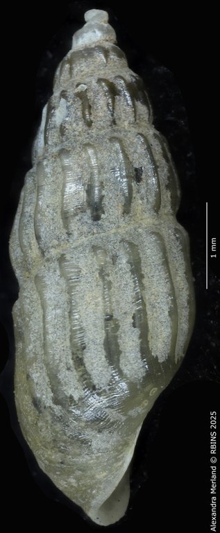 BE-RBINS-INV-MT-252-Hubendickia-siamensis-pt-L.jpg BE-RBINS-INV-MT-252-Hubendickia-siamensis-pt-L.jpg