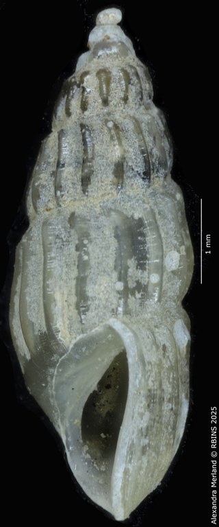 BE-RBINS-INV-MT-252-Hubendickia-siamensis-pt-L2.jpg BE-RBINS-INV-MT-252-Hubendickia-siamensis-pt-L2.jpg