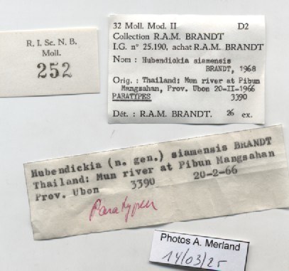 BE-RBINS-INV-MT-252-Hubendickia-siamensis-pt-label.jpg BE-RBINS-INV-MT-252-Hubendickia-siamensis-pt-label.jpg