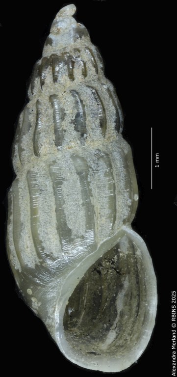 BE-RBINS-INV-MT-252-Hubendickia-siamensis-pt-V.jpg BE-RBINS-INV-MT-252-Hubendickia-siamensis-pt-V.jpg