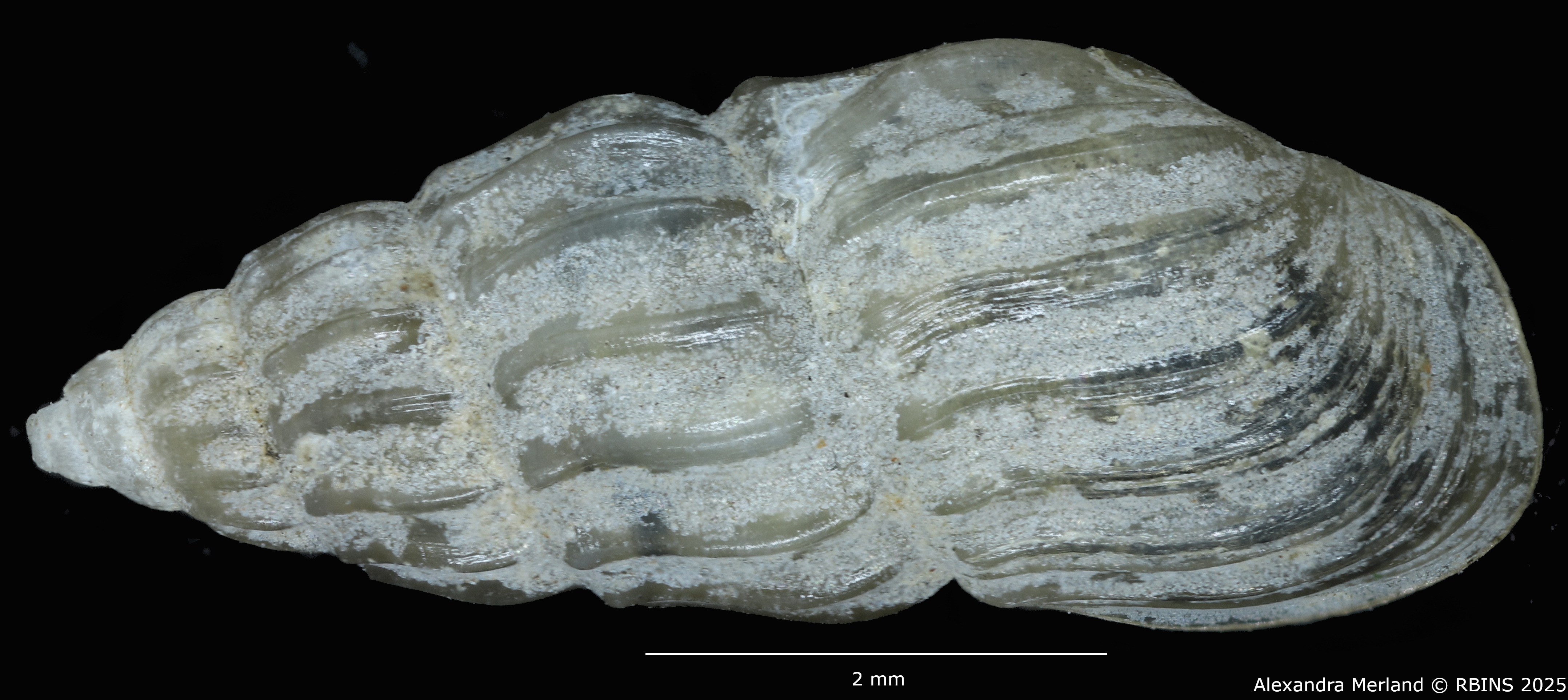 BE-RBINS-INV-MT-59-Hubendickia siamensis-pt-D.jpg