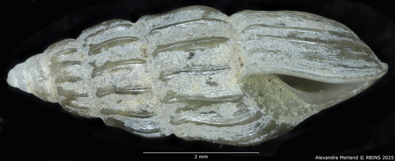 BE-RBINS-INV-MT-59-Hubendickia siamensis-pt-L.jpg