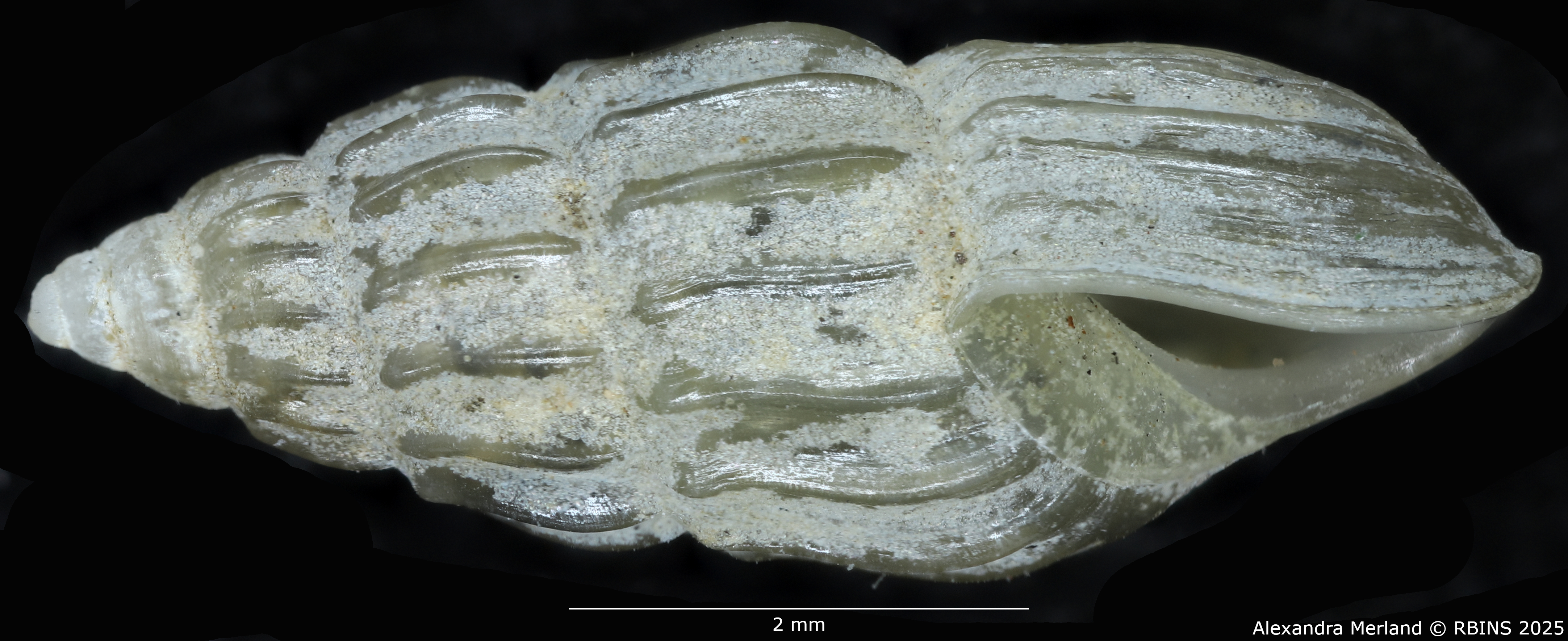 BE-RBINS-INV-MT-59-Hubendickia siamensis-pt-L.jpg