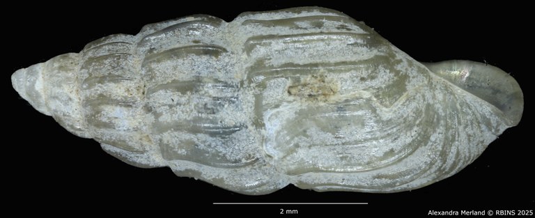 BE-RBINS-INV-MT-59-Hubendickia siamensis-pt-L2.jpg