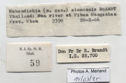 BE-RBINS-INV-MT-59-Hubendickia siamensis-pt-label.jpg