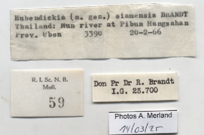BE-RBINS-INV-MT-59-Hubendickia siamensis-pt-label.jpg