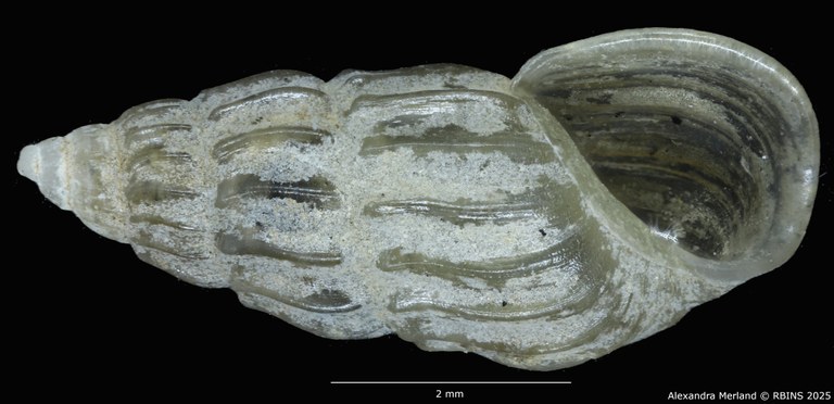 BE-RBINS-INV-MT-59-Hubendickia siamensis-pt-V.jpg