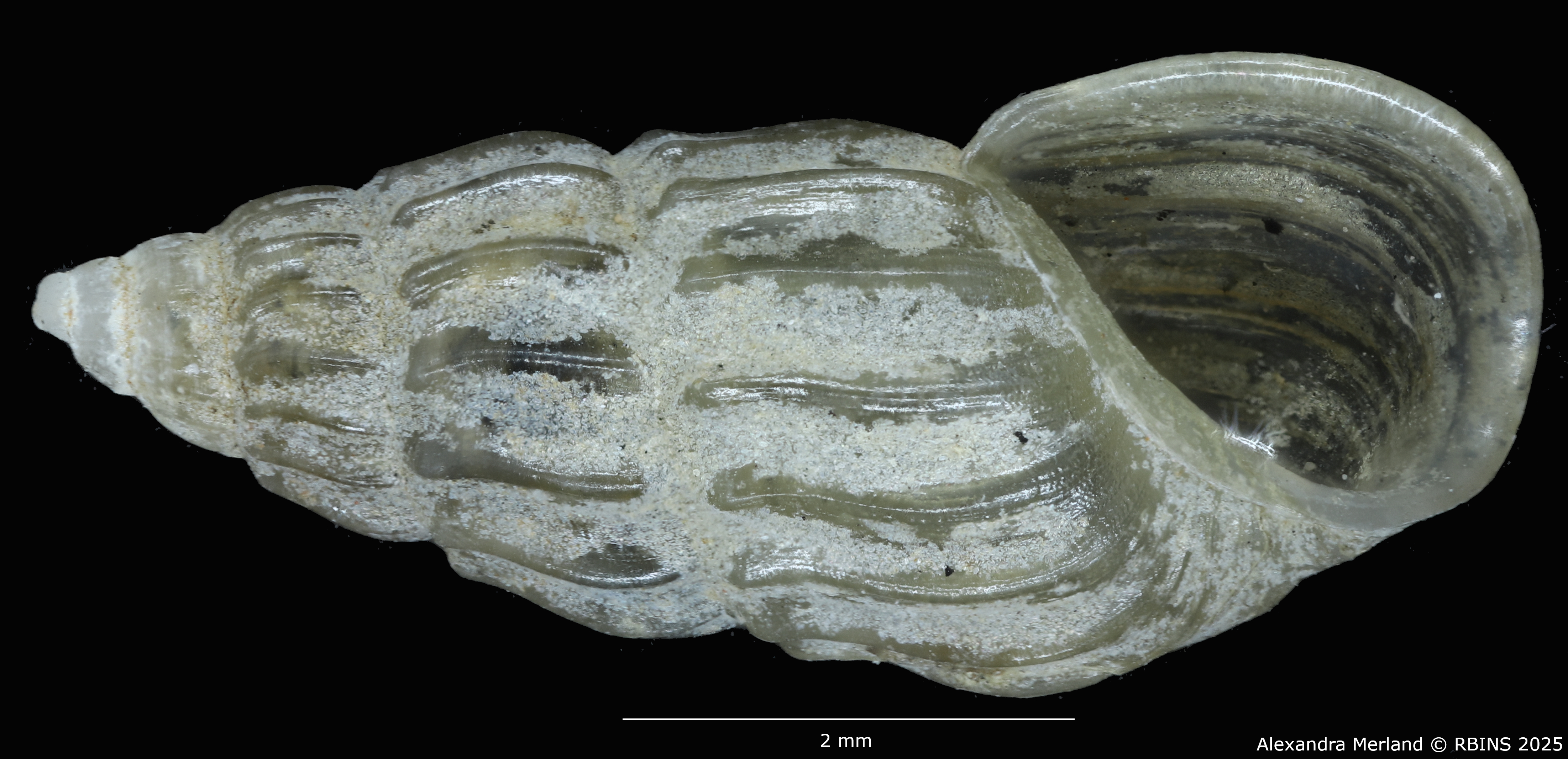 BE-RBINS-INV-MT-59-Hubendickia siamensis-pt-V.jpg