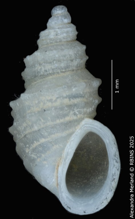 BE-RBINS-INV-MT-50-Hydrorissoia-elegans-pt-V.jpg