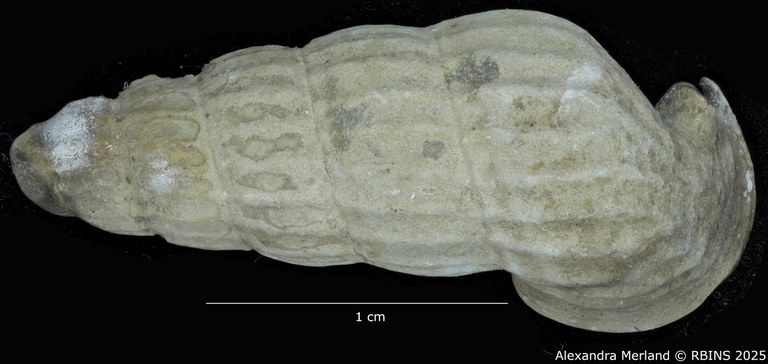 BE-RBINS-INV-MT-2180-Cerithidea-(Aphanystilus)-weyersi-st-D.jpg BE-RBINS-INV-MT-2180-Cerithidea-(Aphanystilus)-weyersi-st-D.jpg