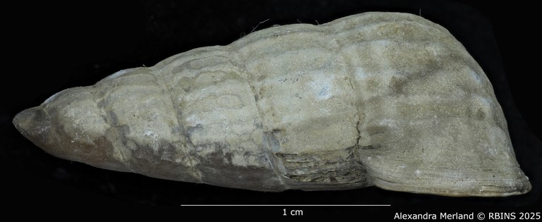 BE-RBINS-INV-MT-2180-Cerithidea-(Aphanystilus)-weyersi-st-L.jpg BE-RBINS-INV-MT-2180-Cerithidea-(Aphanystilus)-weyersi-st-L.jpg