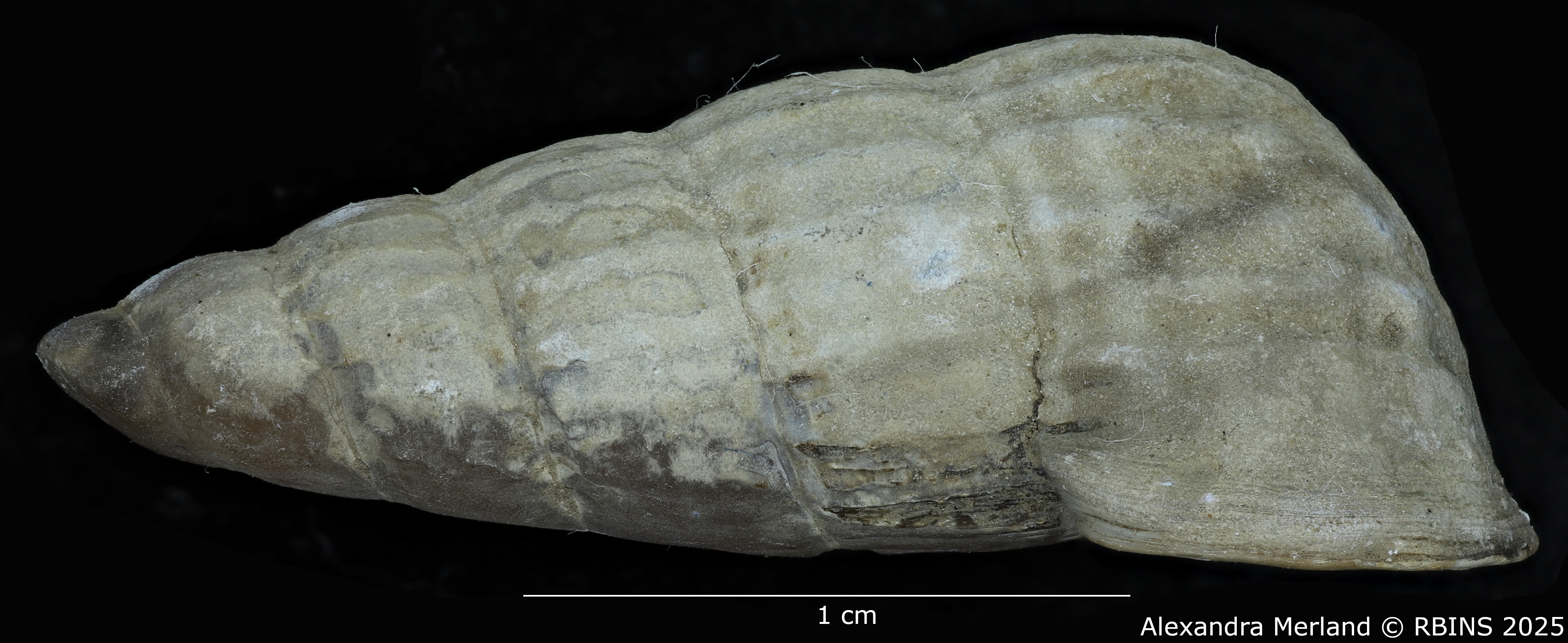 BE-RBINS-INV-MT-2180-Cerithidea-(Aphanystilus)-weyersi-st-L.jpg
