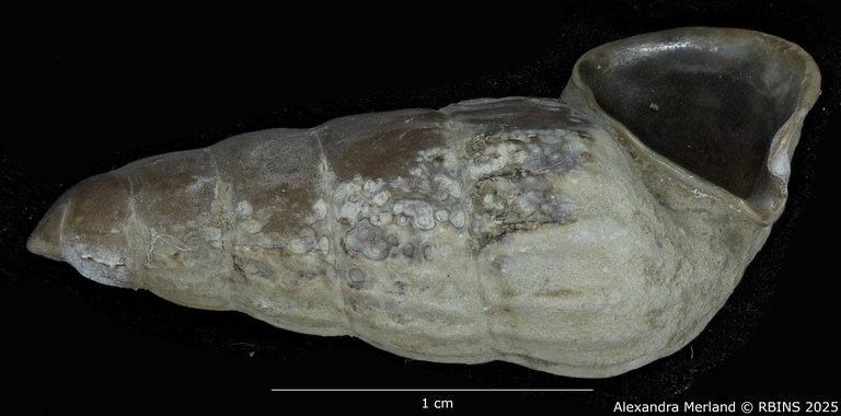 BE-RBINS-INV-MT-2180-Cerithidea-(Aphanystilus)-weyersi-st-L2.jpg BE-RBINS-INV-MT-2180-Cerithidea-(Aphanystilus)-weyersi-st-L2.jpg