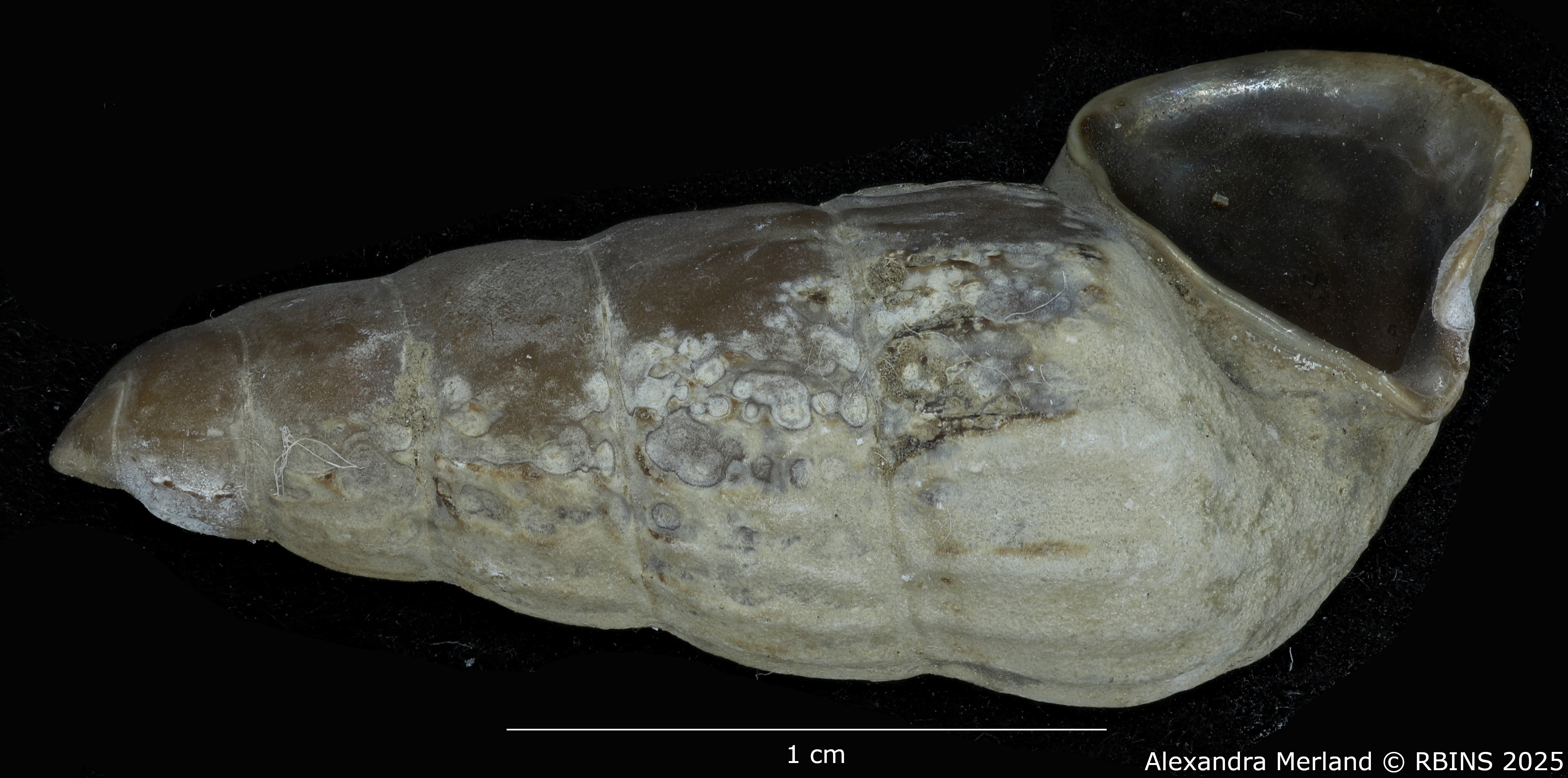 BE-RBINS-INV-MT-2180-Cerithidea-(Aphanystilus)-weyersi-st-L2.jpg