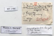 BE-RBINS-INV-MT-2180-Cerithidea-(Aphanystilus)-weyersi-st-label.jpg BE-RBINS-INV-MT-2180-Cerithidea-(Aphanystilus)-weyersi-st-label.jpg