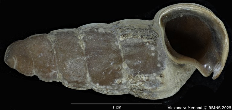 BE-RBINS-INV-MT-2180-Cerithidea-(Aphanystilus)-weyersi-st-V.jpg BE-RBINS-INV-MT-2180-Cerithidea-(Aphanystilus)-weyersi-st-V.jpg