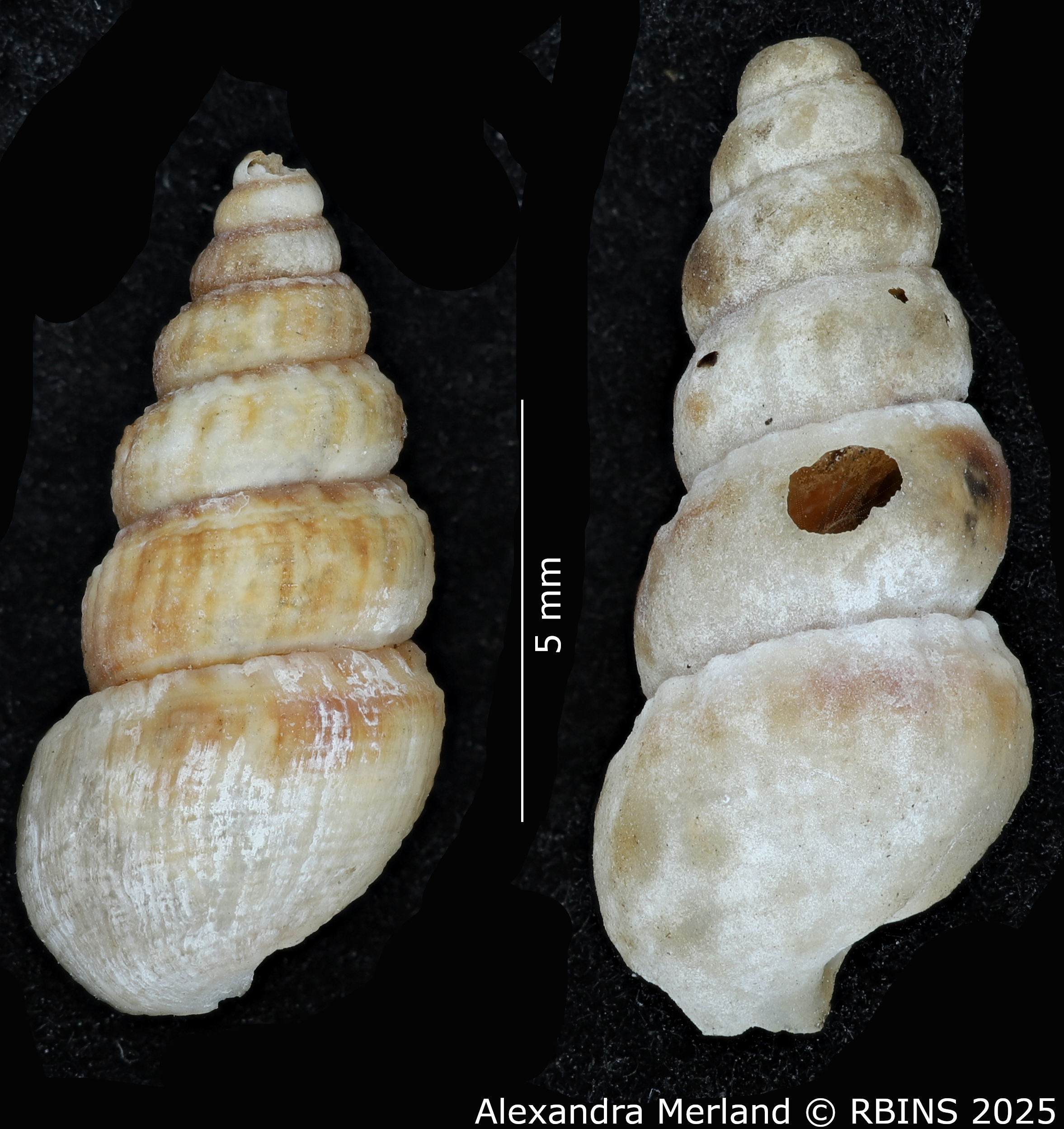 BE-RBINS-INV-MT-2178-Cerithidea-mutata-pt-D.jpg