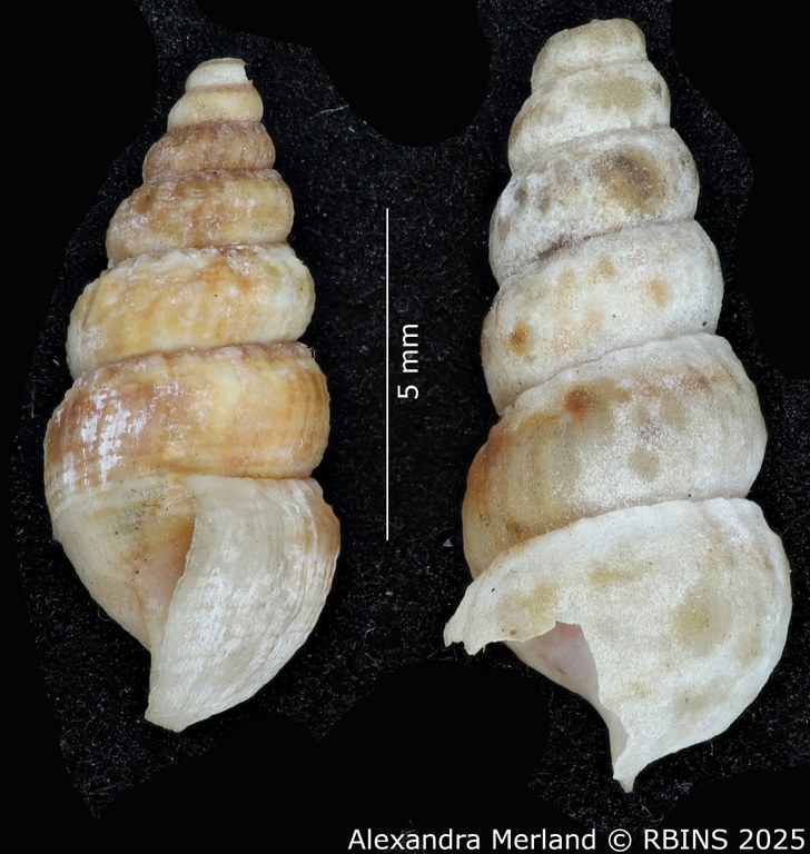 BE-RBINS-INV-MT-2178-Cerithidea-mutata-pt-L.jpg BE-RBINS-INV-MT-2178-Cerithidea-mutata-pt-L.jpg