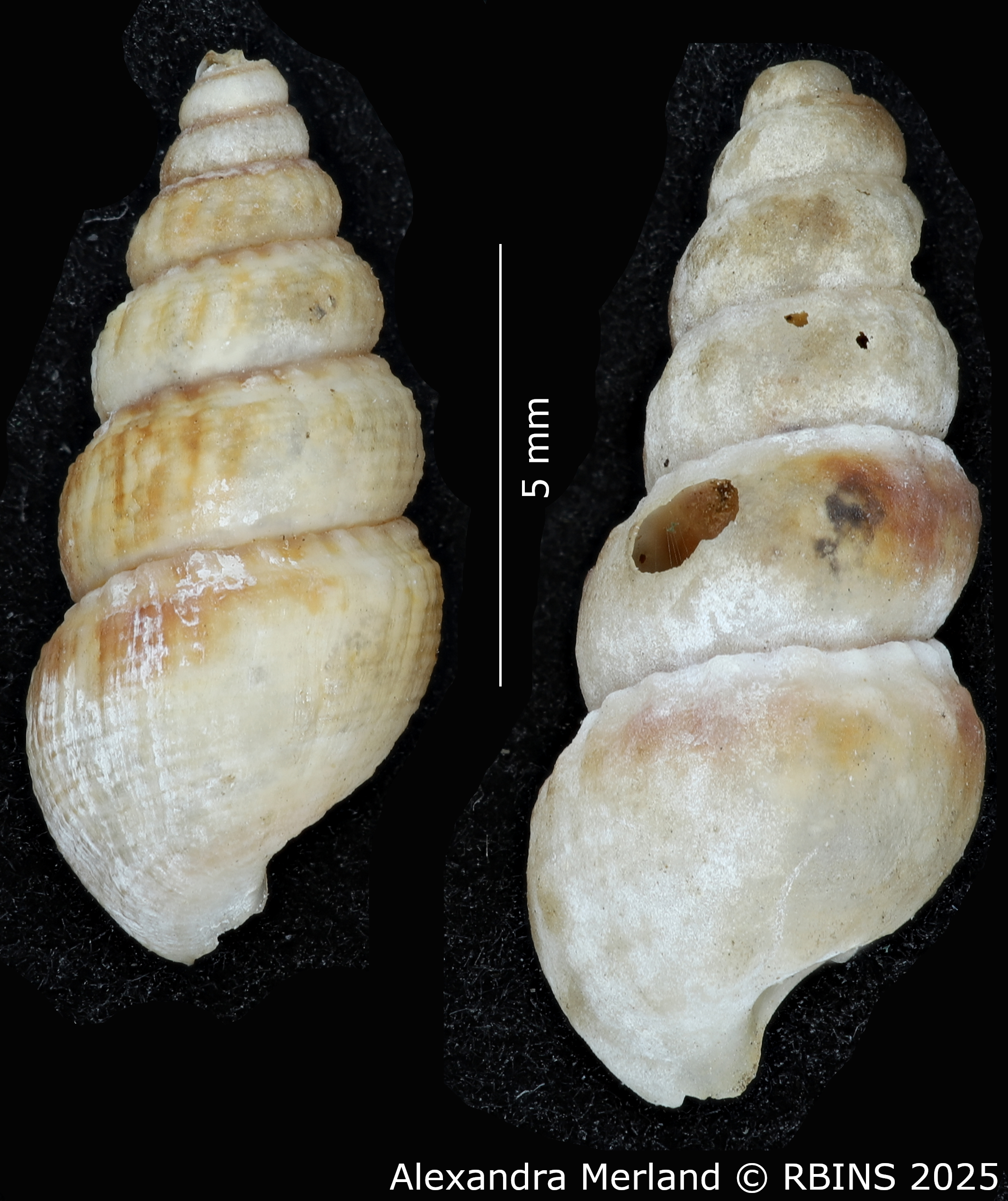 BE-RBINS-INV-MT-2178-Cerithidea-mutata-pt-L2.jpg