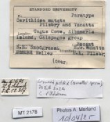 BE-RBINS-INV-MT-2178-Cerithidea-mutata-pt-label.jpg BE-RBINS-INV-MT-2178-Cerithidea-mutata-pt-label.jpg