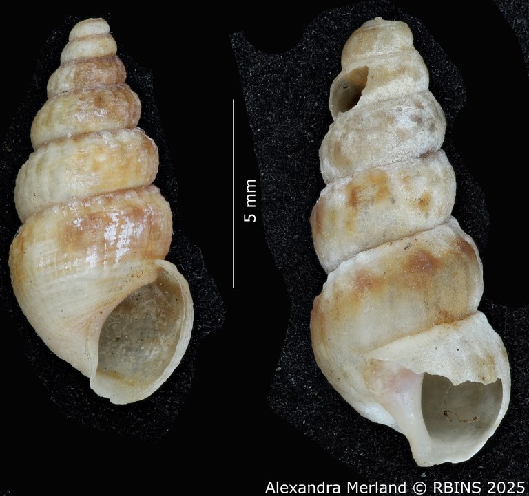 BE-RBINS-INV-MT-2178-Cerithidea-mutata-pt-V.jpg BE-RBINS-INV-MT-2178-Cerithidea-mutata-pt-V.jpg