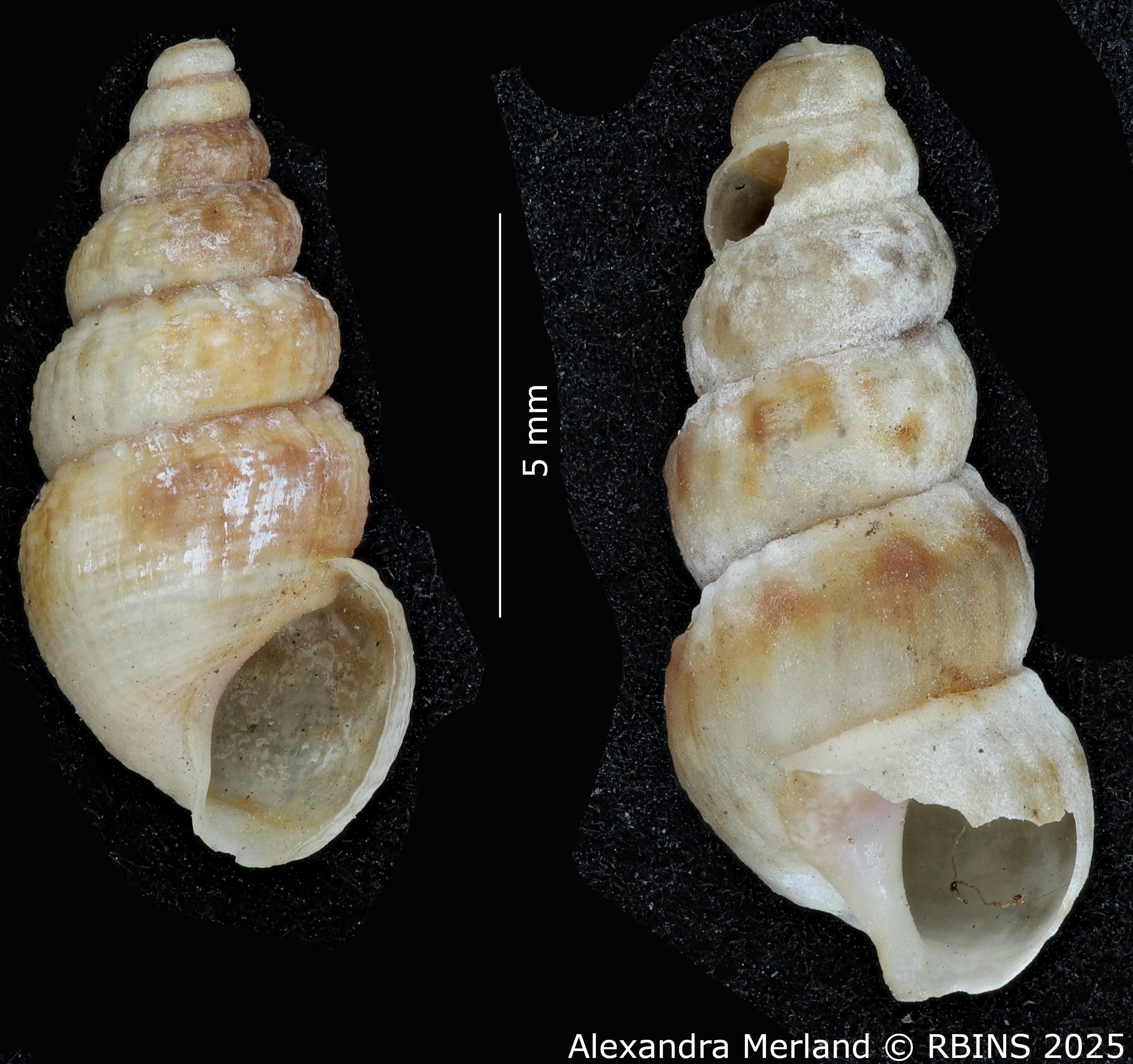 BE-RBINS-INV-MT-2178-Cerithidea-mutata-pt-V.jpg