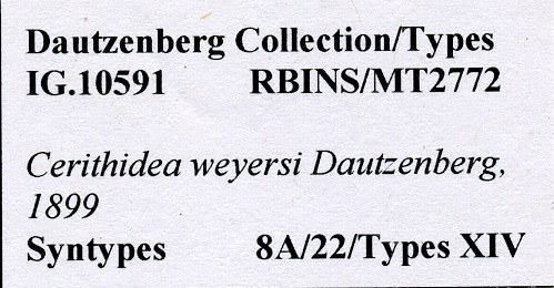 BE-RBINS-INV-MT-2772-Cerithidea-weyersi-st-label1.jpg