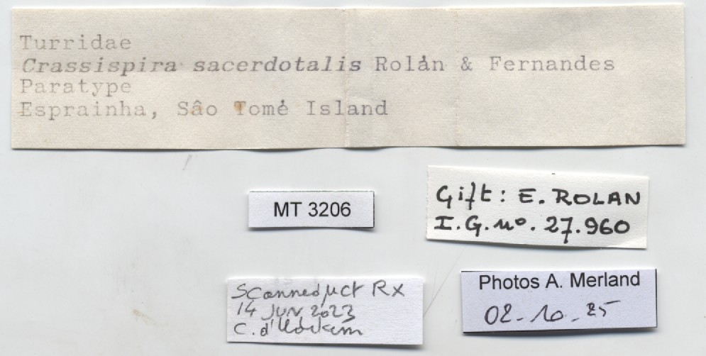 BE-RBINS-INV-MT-3206-Crassispira-sacerdotalis-pt-label.jpg