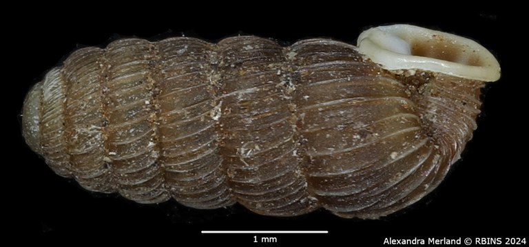 BE-RBINS-INV-MT-4076-Pupa-corneocostata-resticula-st-L.jpg