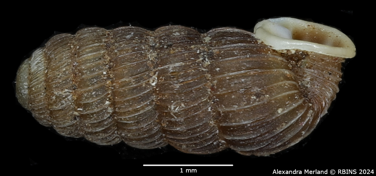 BE-RBINS-INV-MT-4076-Pupa-corneocostata-resticula-st-L.jpg