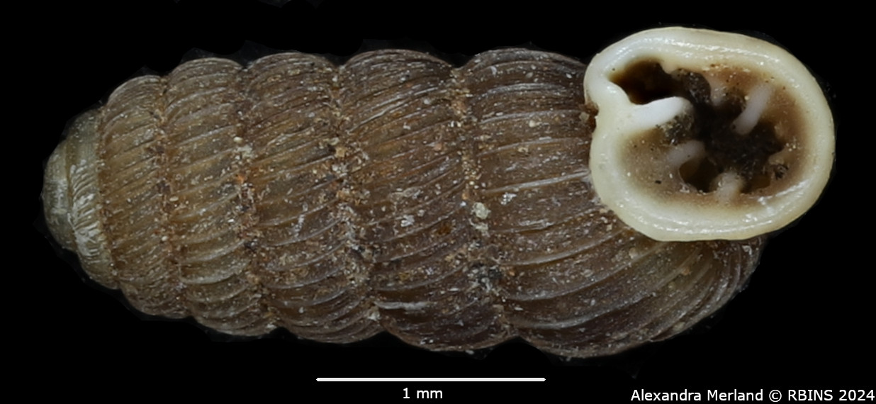 BE-RBINS-INV-MT-4076-Pupa-corneocostata-resticula-st-V.jpg