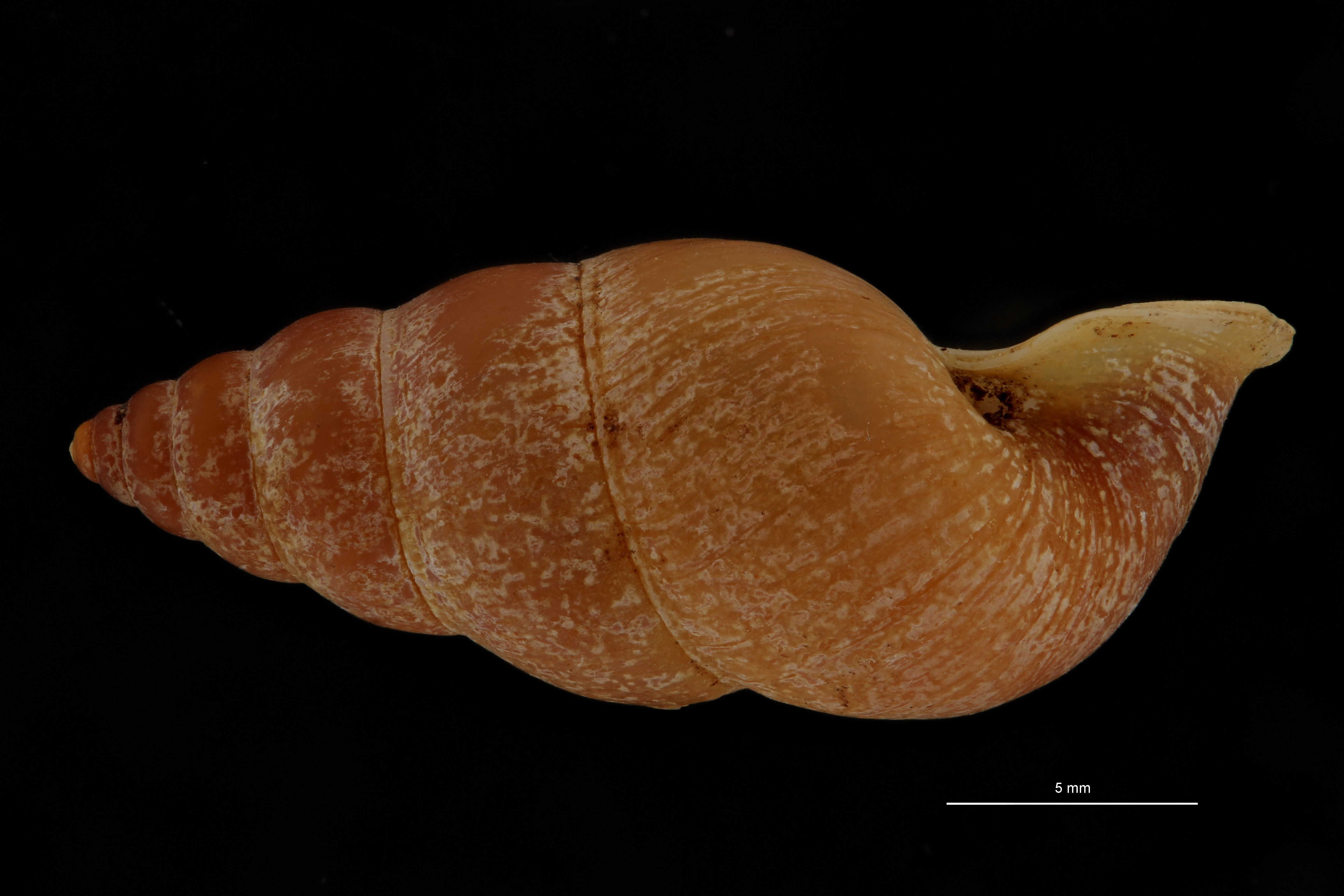 BE-RBINS-INV PARATYPE MT 950 Coptocheilus perakensis LATERAL.jpg