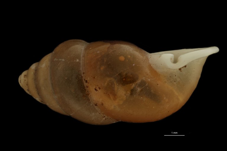 BE-RBINS-INV PARATYPE MT.976/2 Pupina (Tylotoechus) tonkiana LATERAL.jpg