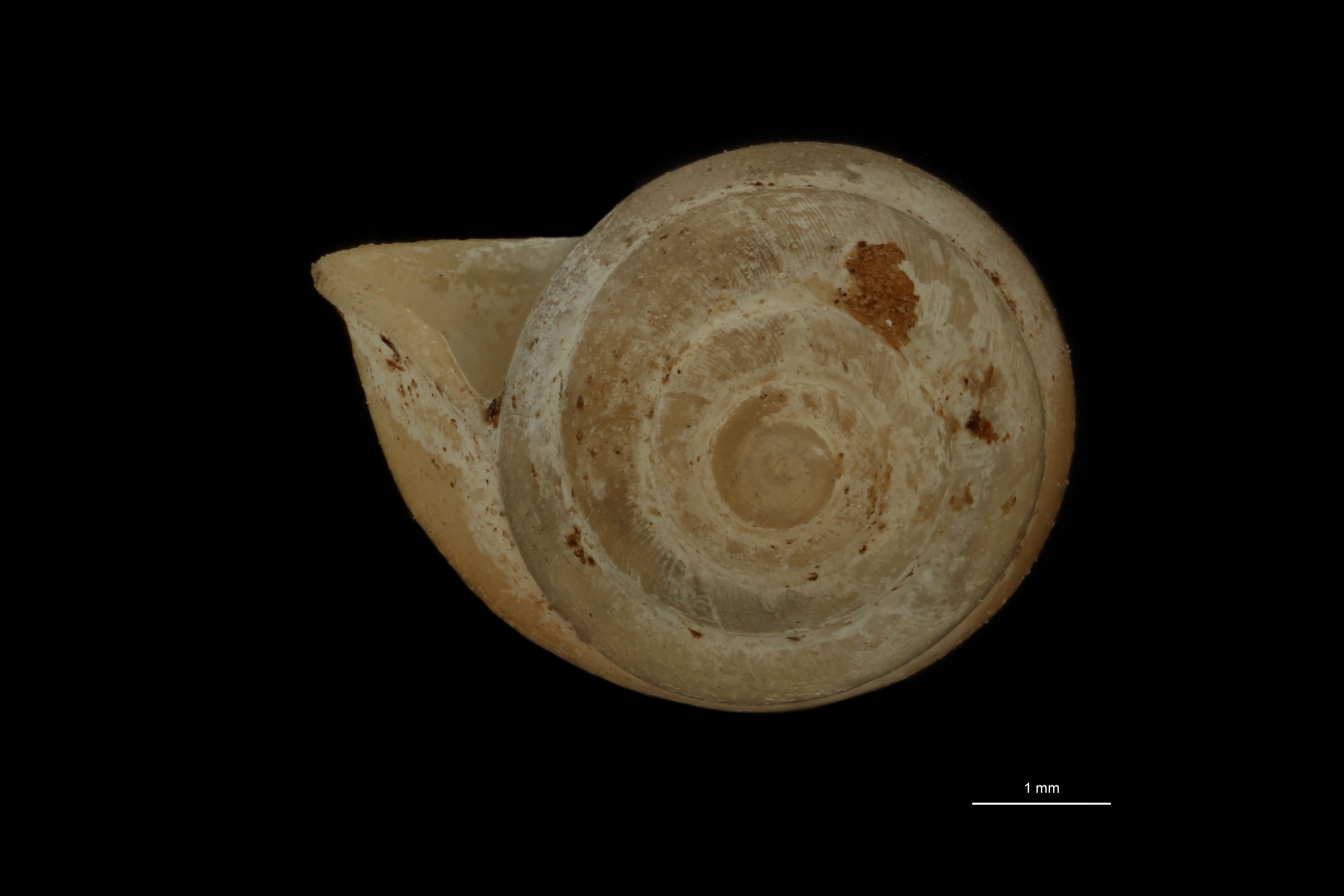 BE-RBINS-INV PARATYPE MT 966 Pupina (Tylotoechus) crosseana ANTERIOR.jpg