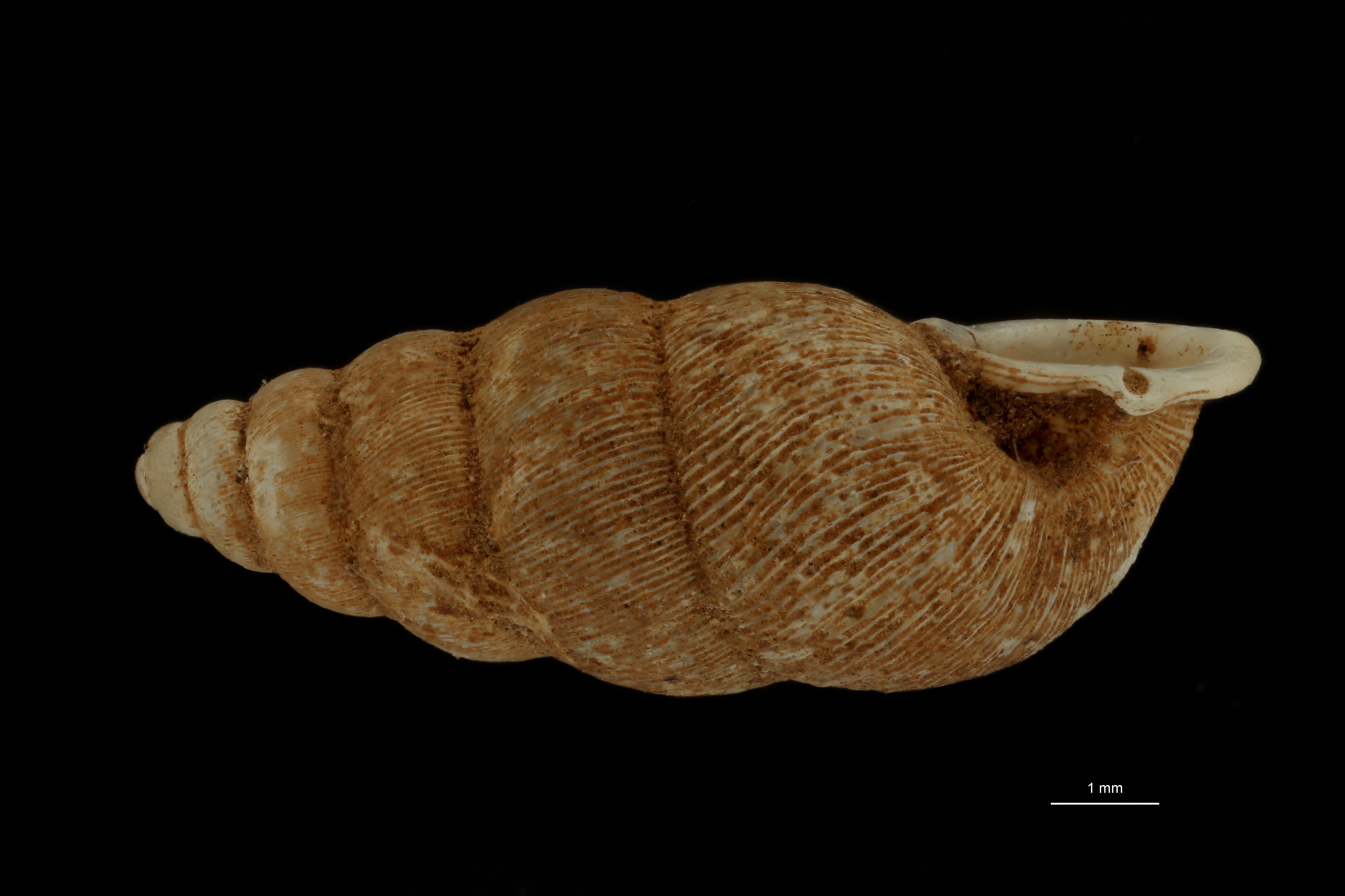 BE-RBINS-INV PARATYPE MT 953 Pupinella densecostata LATERAL.jpg