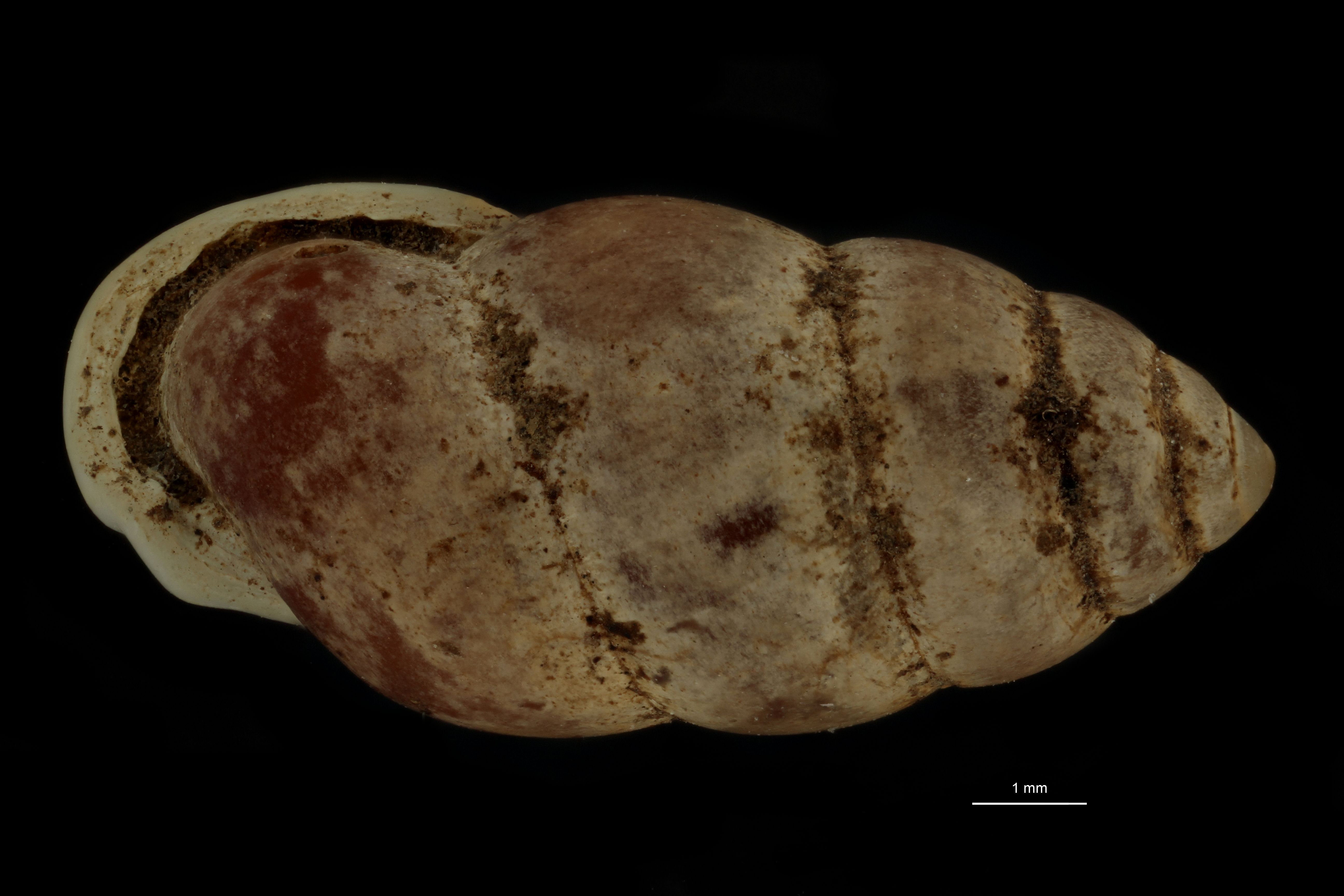 BE-RBINS-INV PARATYPE MT 962 Pupinella (Pupinopsis) swinhoei var. meridionalis DORSAL.jpg