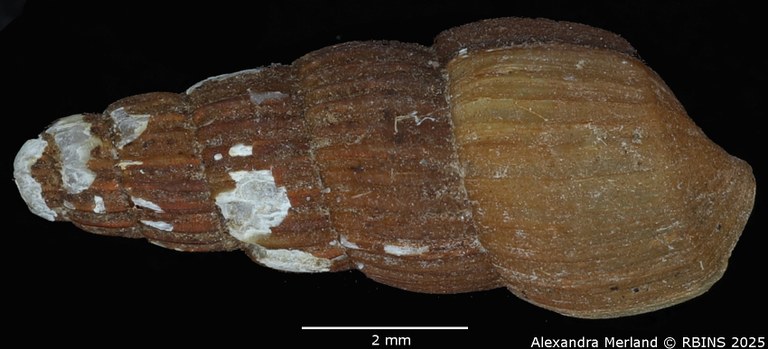 BE-RBINS-INV-MT-276-Chrysallida-(Salassiella)-eppersoni-pt-D.jpg BE-RBINS-INV-MT-276-Chrysallida-(Salassiella)-eppersoni-pt-D.jpg