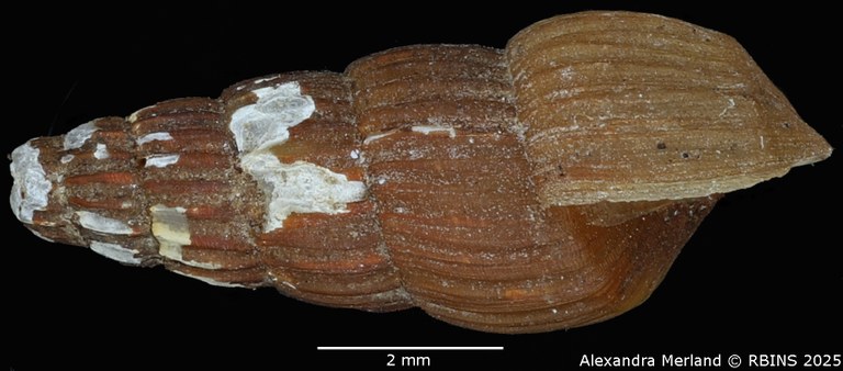 BE-RBINS-INV-MT-276-Chrysallida-(Salassiella)-eppersoni-pt-L.jpg BE-RBINS-INV-MT-276-Chrysallida-(Salassiella)-eppersoni-pt-L.jpg