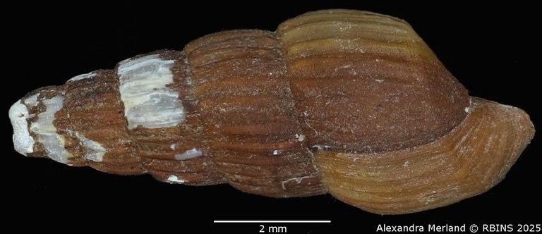 BE-RBINS-INV-MT-276-Chrysallida-(Salassiella)-eppersoni-pt-L2.jpg BE-RBINS-INV-MT-276-Chrysallida-(Salassiella)-eppersoni-pt-L2.jpg