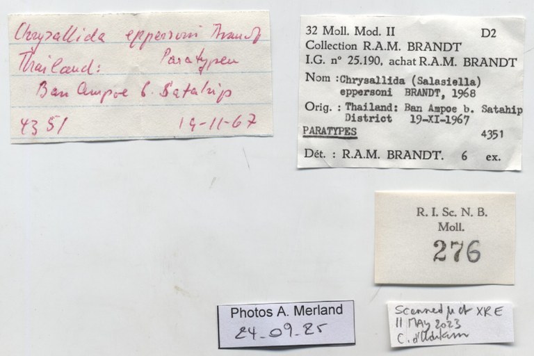 BE-RBINS-INV-MT-276-Chrysallida-(Salassiella)-eppersoni-pt-label.jpg BE-RBINS-INV-MT-276-Chrysallida-(Salassiella)-eppersoni-pt-label.jpg
