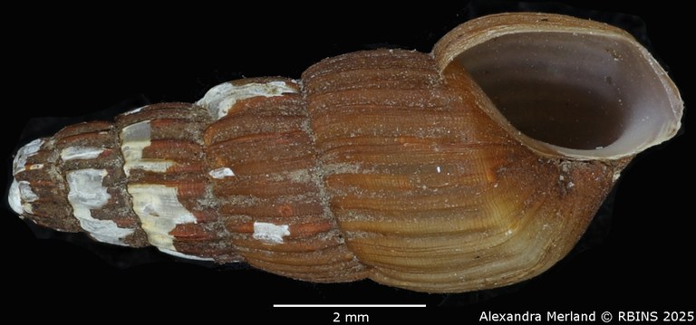 BE-RBINS-INV-MT-276-Chrysallida-(Salassiella)-eppersoni-pt-V.jpg BE-RBINS-INV-MT-276-Chrysallida-(Salassiella)-eppersoni-pt-V.jpg