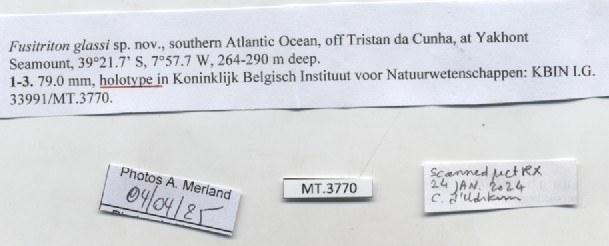BE-RBINS-INV-MT-386-Fusitriton-glassi-ht-label.jpg BE-RBINS-INV-MT-386-Fusitriton-glassi-ht-label.jpg