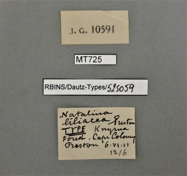 BE-RBINS-INV TYPE MT 725 Natalina liliacea <LABELS.jpg