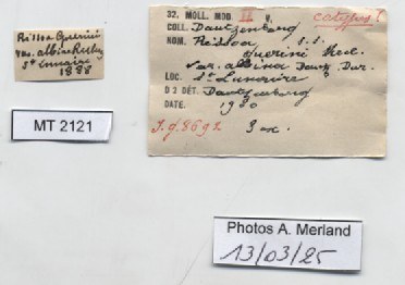 BE-RBINS-INV-MT-2121-Rissoa-guerinii-albinai-st-label.jpg BE-RBINS-INV-MT-2121-Rissoa-guerinii-albinai-st-label.jpg