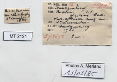 BE-RBINS-INV-MT-2121-Rissoa-guerinii-albinai-st-label.jpg